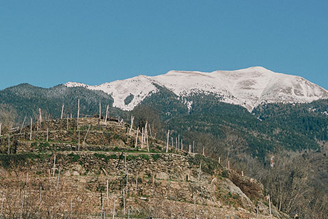 Agricola Carona - Il vigneto Zel